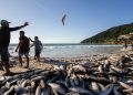 Justiça Federal mantém limite de pesca da tainha em Santa Catarina para preservar espécie