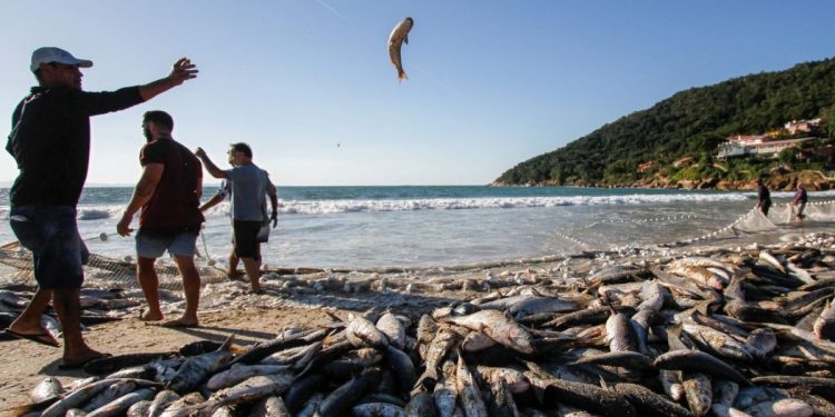 Justiça Federal mantém limite de pesca da tainha em Santa Catarina para preservar espécie