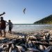 Justiça Federal mantém limite de pesca da tainha em Santa Catarina para preservar espécie