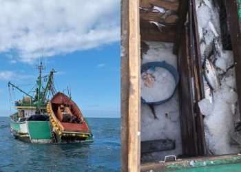 Apreensão de 15 toneladas de tainha ilegal em Itajaí reforça combate à pesca predatória
