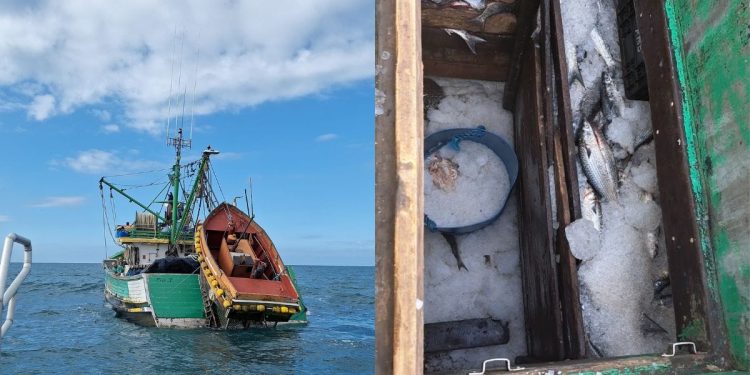 Apreensão de 15 toneladas de tainha ilegal em Itajaí reforça combate à pesca predatória