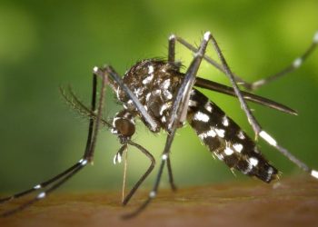  Governo de SC alerta para risco de surtos de dengue mesmo no outono