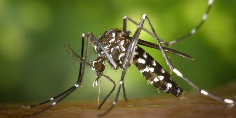 Governo de SC alerta para risco de surtos de dengue mesmo no outono