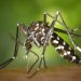 Governo de SC alerta para risco de surtos de dengue mesmo no outono