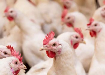 Brasil se declara livre da gripe aviária e mira retomada das exportações