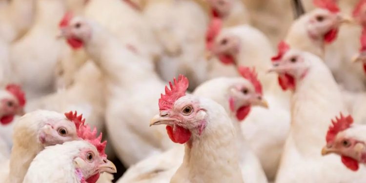 Brasil se declara livre da gripe aviária e mira retomada das exportações