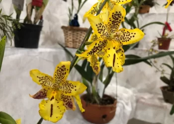 São João Batista sedia a 85ª Exposição Estadual de Orquídeas neste final de semana