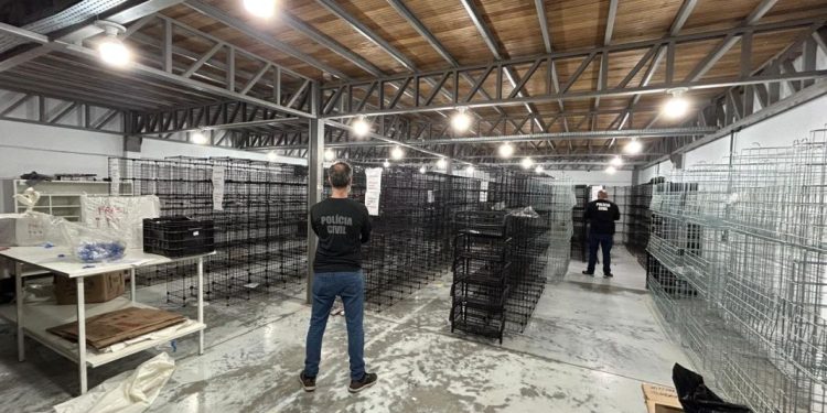 Polícia Civil desarticula esquema de pirataria que movimentou r$ 13 milhões em Brusque