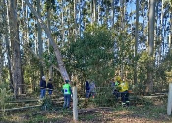 Ventos fortes provocam quedas de árvores e mobilizam bombeiros em diversas regiões do estado