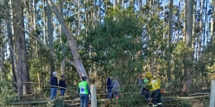 Ventos fortes provocam quedas de árvores e mobilizam bombeiros em diversas regiões do estado