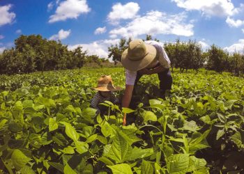 Santa Catarina anuncia empréstimo de R$ 2,2 bilhões para fortalecer a agricultura familiar