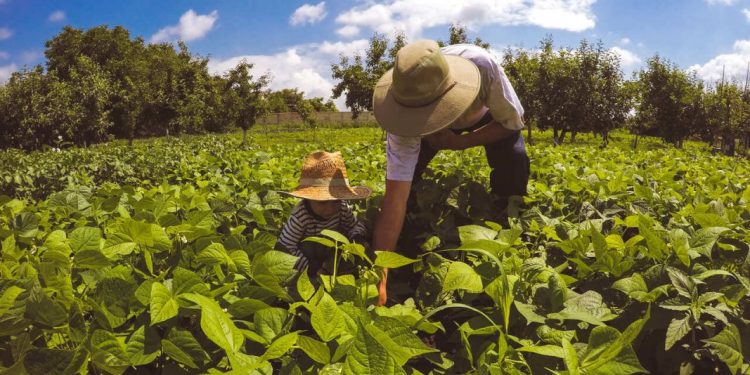 Santa Catarina anuncia empréstimo de R$ 2,2 bilhões para fortalecer a agricultura familiar