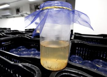 Método Wolbachia avança em Santa Catarina e Joinville se destaca como referência na aplicação da tecnologia de prevenção à dengue