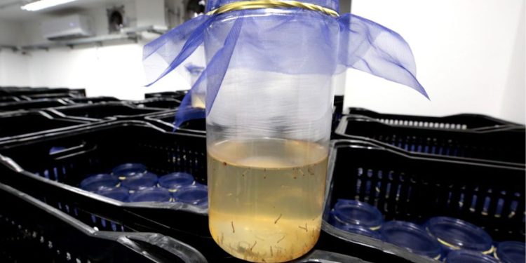Método Wolbachia avança em Santa Catarina e Joinville se destaca como referência na aplicação da tecnologia de prevenção à dengue