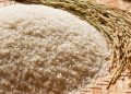 Preço do arroz cai expressivamente em SC e produtores temem prejuízos