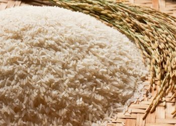 Preço do arroz cai expressivamente em SC e produtores temem prejuízos