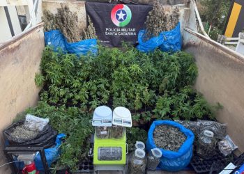 Policia Militar localiza estufa para cultivo de maconha em Nova Trento