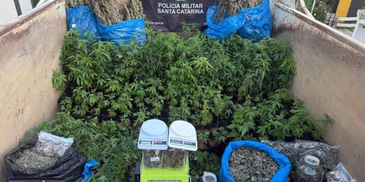 Policia Militar localiza estufa para cultivo de maconha em Nova Trento