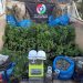 Policia Militar localiza estufa para cultivo de maconha em Nova Trento