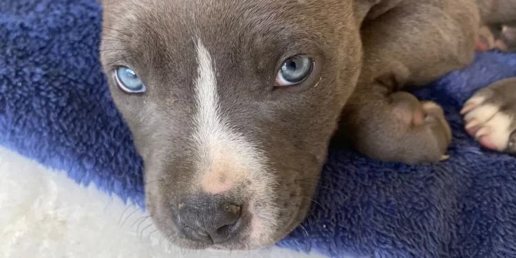 Fumab orienta sobre posse responsável e cumprimento da Lei do Pitbull em São João Batista