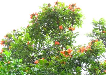 SC vai multar em R$ 1 mil quem plantar árvore com flor tóxica e letal