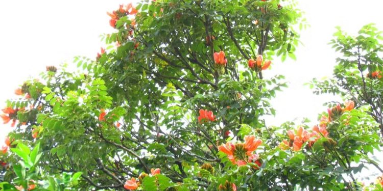 SC vai multar em R$ 1 mil quem plantar árvore com flor tóxica e letal