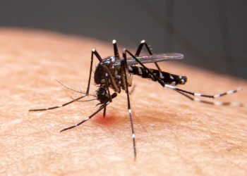 Anvisa aprova vacina de dose única contra a dengue desenvolvida pelo Butantan