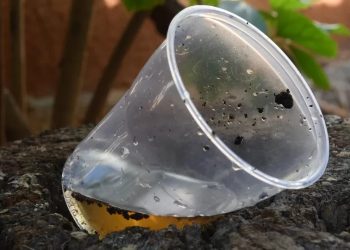 Santa Catarina enfrenta alta recorde de focos de dengue e acende alerta em todo o estado