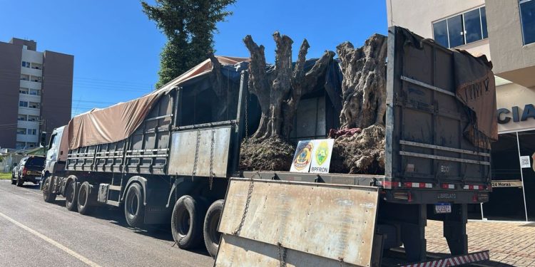 PF prende duas pessoas e apreende caminhão carregado com seis árvores oliveiras na fronteira com a Argentina