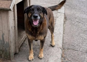Polícia Civil divulga informações sobre o caso do Cão Orelha na Capital