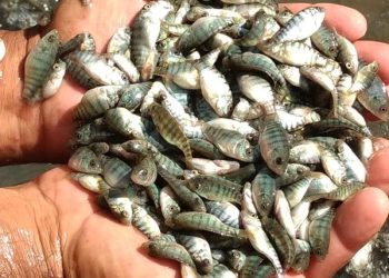 Secretaria Municipal de Agricultura de São João Batista abre período para pedidos de alevinos