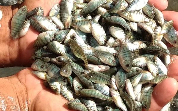 Secretaria Municipal de Agricultura de São João Batista abre período para pedidos de alevinos