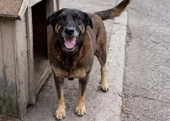 Polícia Civil conclui investigação sobre morte do Cão Orelha e maus-tratos ao Cão Caramelo e pede internação de adolescente
