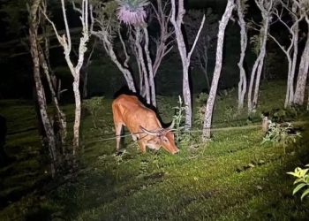 Operação em Santa Catarina combate Farra do Boi e prevê multas de até R$ 20 mil