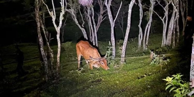 Operação em Santa Catarina combate Farra do Boi e prevê multas de até R$ 20 mil