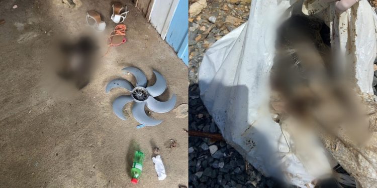 Polícia Militar realizou a prisão de um homem natural do Rio Grande do Sul no bairro Cardoso por maus tratos a animais.