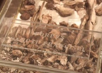 Restos mortais de São Francisco de Assis são expostos ao público pela primeira vez na história