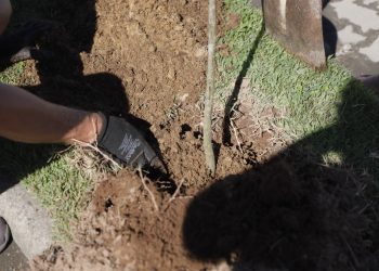 Comunidade fortalece o programa “Tijucas + Arborizada” e sugere novos pontos de plantio