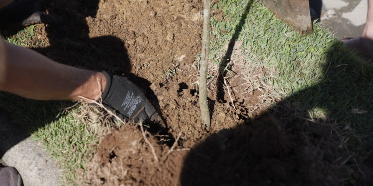 Comunidade fortalece o programa “Tijucas + Arborizada” e sugere novos pontos de plantio