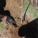 Comunidade fortalece o programa “Tijucas + Arborizada” e sugere novos pontos de plantio