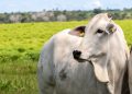 Caso de raiva em bovino é confirmado em Santa Catarina e acende alerta para produtores rurais