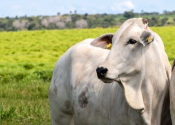 Caso de raiva em bovino é confirmado em Santa Catarina e acende alerta para produtores rurais
