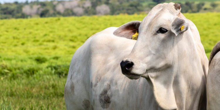 Caso de raiva em bovino é confirmado em Santa Catarina e acende alerta para produtores rurais