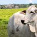 Caso de raiva em bovino é confirmado em Santa Catarina e acende alerta para produtores rurais