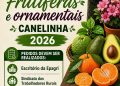 Feira de Mudas oferece espécies frutíferas e ornamentais para a população de Canelinha