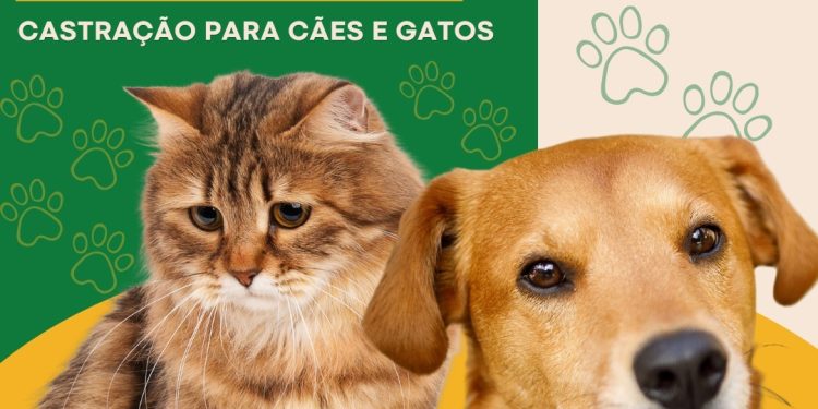 Nova Trento abre pré-cadastro para castração e microchipagem e reforça orientações à população