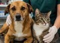 Inscrições para programa gratuito de castração de cães e gatos em São João Batista são prorrogadas até 12 de junho