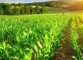 Senado aprova renegociação de dívidas do agro; projeto volta para análise da Câmara