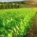 Senado aprova renegociação de dívidas do agro; projeto volta para análise da Câmara
