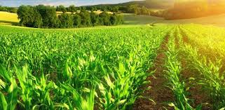Senado aprova renegociação de dívidas do agro; projeto volta para análise da Câmara